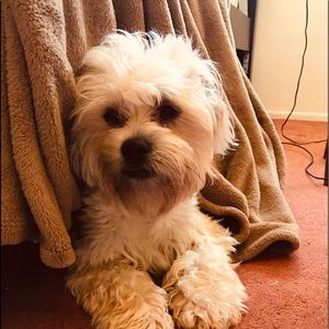 Meet your Posher, Audrey